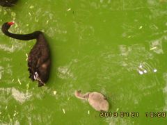 黑天鹅-石家庄市动物园