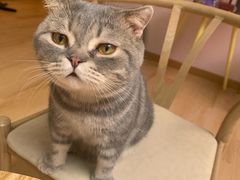 -猫咪派对(江南西店)