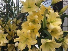 -上海鲜花港