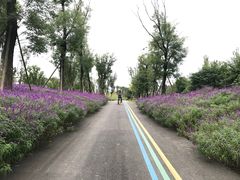 -白鹭湾湿地公园