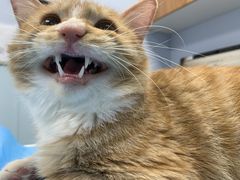 -纳吉亚猫专科动物诊疗中心(蒋宅口分院)