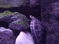 -上海海洋水族馆