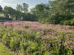 -春花秋色城市公园