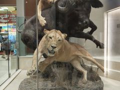 -美国自然历史博物馆