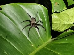 -中国科学院西双版纳热带植物园
