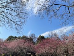 -杭州植物园