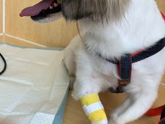 -美联众合动物医院·24h京西诊疗中心