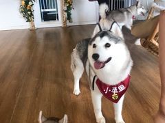 -Husky Go! 哈士奇体验馆·宠物咖啡厅狗咖