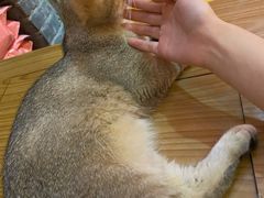 -猫色咖啡·猫咖