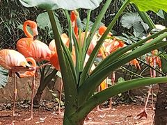 -海南热带野生动植物园