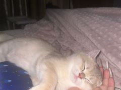 -安安宠医宠物医院·异宠·犬猫内科(岳阳分院)