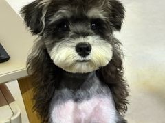 -天使宠物医院·犬猫分诊(彩虹店)