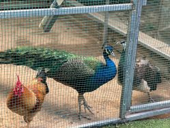 -萌宠亲子动物乐园(槐房万达店)