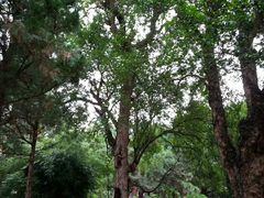 -南岳衡山风景名胜区-南岳大庙