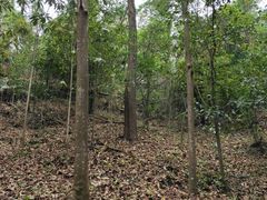 -中山市树木园