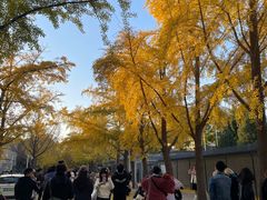 -三里屯东五街银杏大道