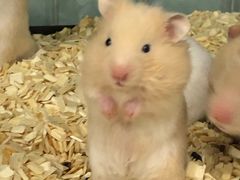 -钓仓鼠(洋桥北里小区店)