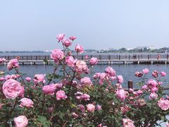 -鹅湖玫瑰文化园
