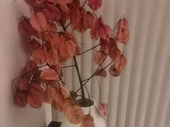 -墨宴(西洋湖店)