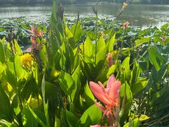 -桤木河湿地公园