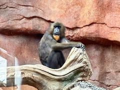 -北京野生动物园