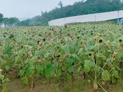 -野狸岛