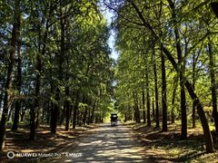 -上海海湾国家森林公园