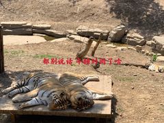 -大连森林动物园