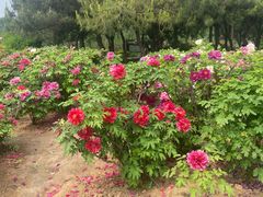 -洛阳市隋唐城遗址植物园
