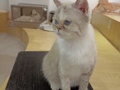 -Heymao猫咖.咖啡厅(东门店)