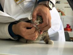 -康乐宝动物医院