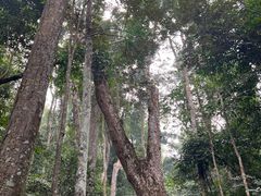-西双版纳原始森林公园