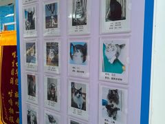 -康爱犬猫诊所·牙专科·骨外科·影像内科(丰宁店)