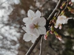 -顾村公园