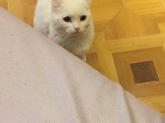 -MOYOYO猫咪咖啡店