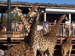 -鄂尔多斯野生动物园