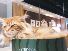 -藏猫猫咖啡主题馆(中央大道店)