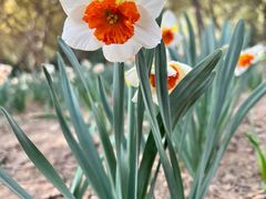 -石家庄市植物园