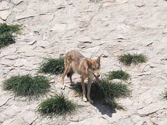-西霞口神雕山野生动物世界