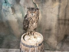 -萌宠奇缘(荣鼎店)