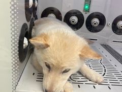 -FAELING PETS美天灵宠物(富力广场店)