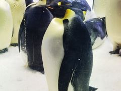 -珠海长隆海洋王国