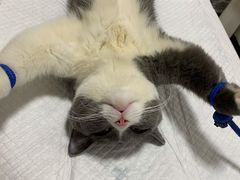 -灵美宠物诊所