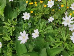 -稻城亚丁景区-冲古草甸