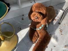 -优缇多格专业宠物美容师培训学校