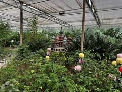 -南宫五洲植物乐园