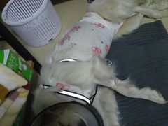 -伟伟宠物医院·CT影像中心·瑞派犬猫综合性门诊(汉口总院)
