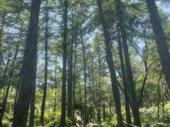 -鲁山国家森林公园