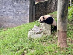 -都江堰中华大熊猫苑