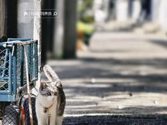 -黎里古镇